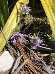 Merciera azurea
