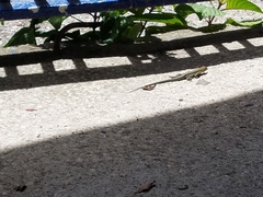 Pholidoscelis chrysolaemus