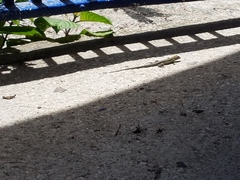 Pholidoscelis chrysolaemus