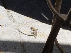 Pholidoscelis chrysolaemus