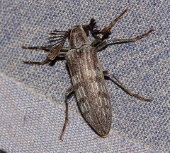 Rhipiceridae