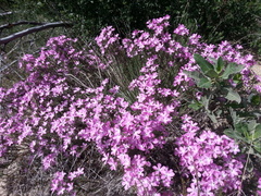Polemoniaceae
