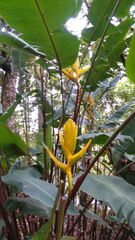 Heliconia lankesteri
