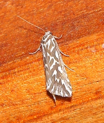 Argyrophora arcualis