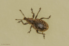 Liophloeus tessulatus