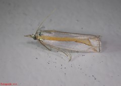 Crambus girardellus