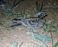 Caprimulgus asiaticus