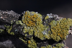 Polycauliona tenax