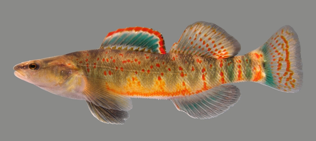 Cumberland Plateau Darter