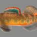 Etheostoma spilotum - Photo (c) U.S. Fish and Wildlife Service Southeast Region, osa oikeuksista pidätetään (CC BY)