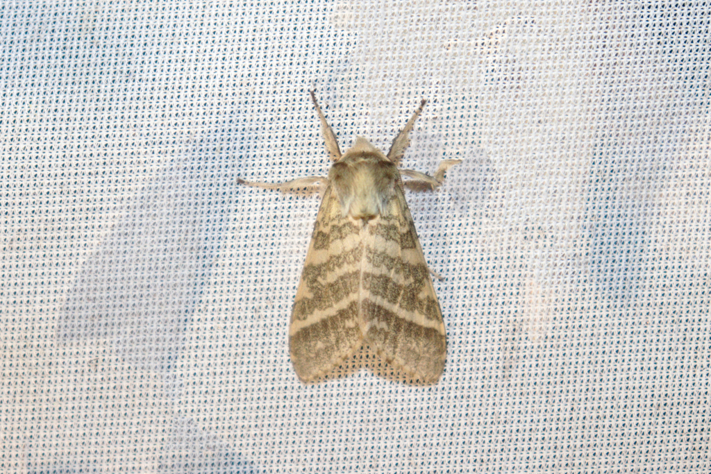 Lophocampa desotoi