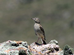 Anthus hellmayri