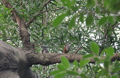 Pomatorhinus musicus