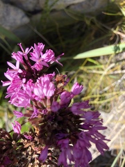 Spilostethus taeniatus