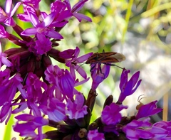 Spilostethus taeniatus