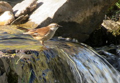 Cinclodes olrogi