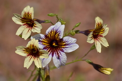 Salpiglossis sinuata