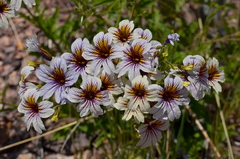 Salpiglossis sinuata