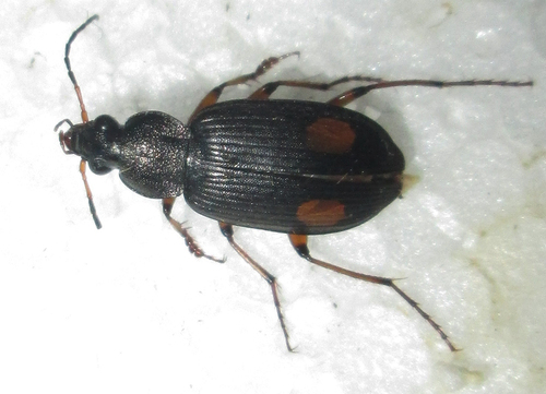 Chlaenius caecus · iNaturalist