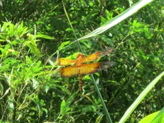Camacinia gigantea