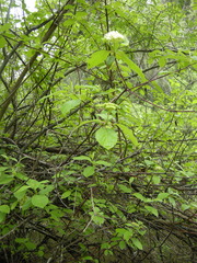 Cornus sericea occidentalis