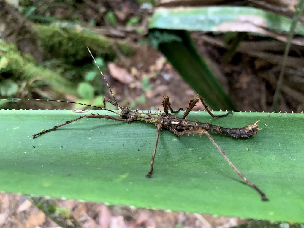 Parectatosoma hystrix