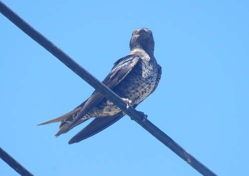 Progne elegans