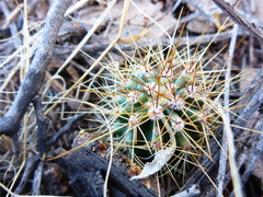 Echinocereus