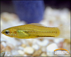 Pygmy swordtail (Xiphophorus pygmaeus) — Poeciliidae