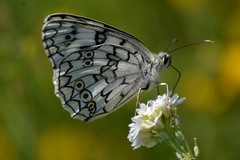 Melanargia russiae