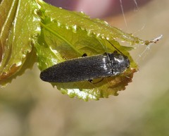 Melanotus castanipes
