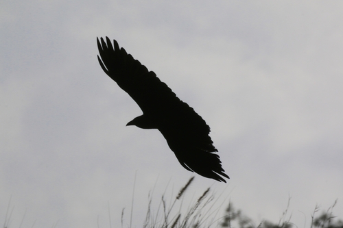 Fan-tailed Raven