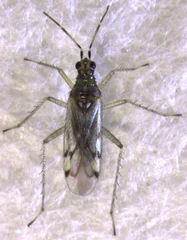 Dicyphus