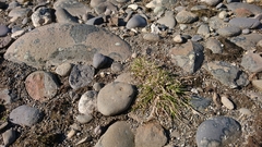 Deschampsia antarctica