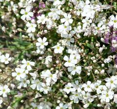 Creeping Baby's Breath (Gypsophila repens)