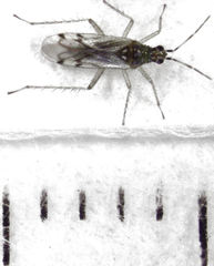 Dicyphus