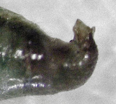 Dicyphus