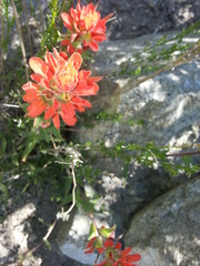 Castilleja foliolosa