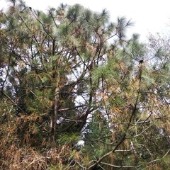 Pinus pseudostrobus apulcensis