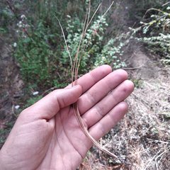 Pinus pseudostrobus apulcensis