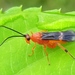 Agathidinae - Photo (c) Gansucha (Viktor Finchuk), algunos derechos reservados (CC BY-NC), subido por Gansucha (Viktor Finchuk)