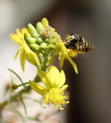 Ischiodon aegyptius