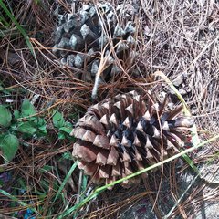 Pinus pseudostrobus apulcensis