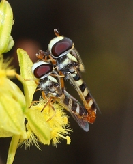 Ischiodon aegyptius