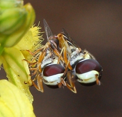 Ischiodon aegyptius