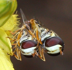 Ischiodon aegyptius