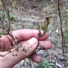 Tagetes foetidissima