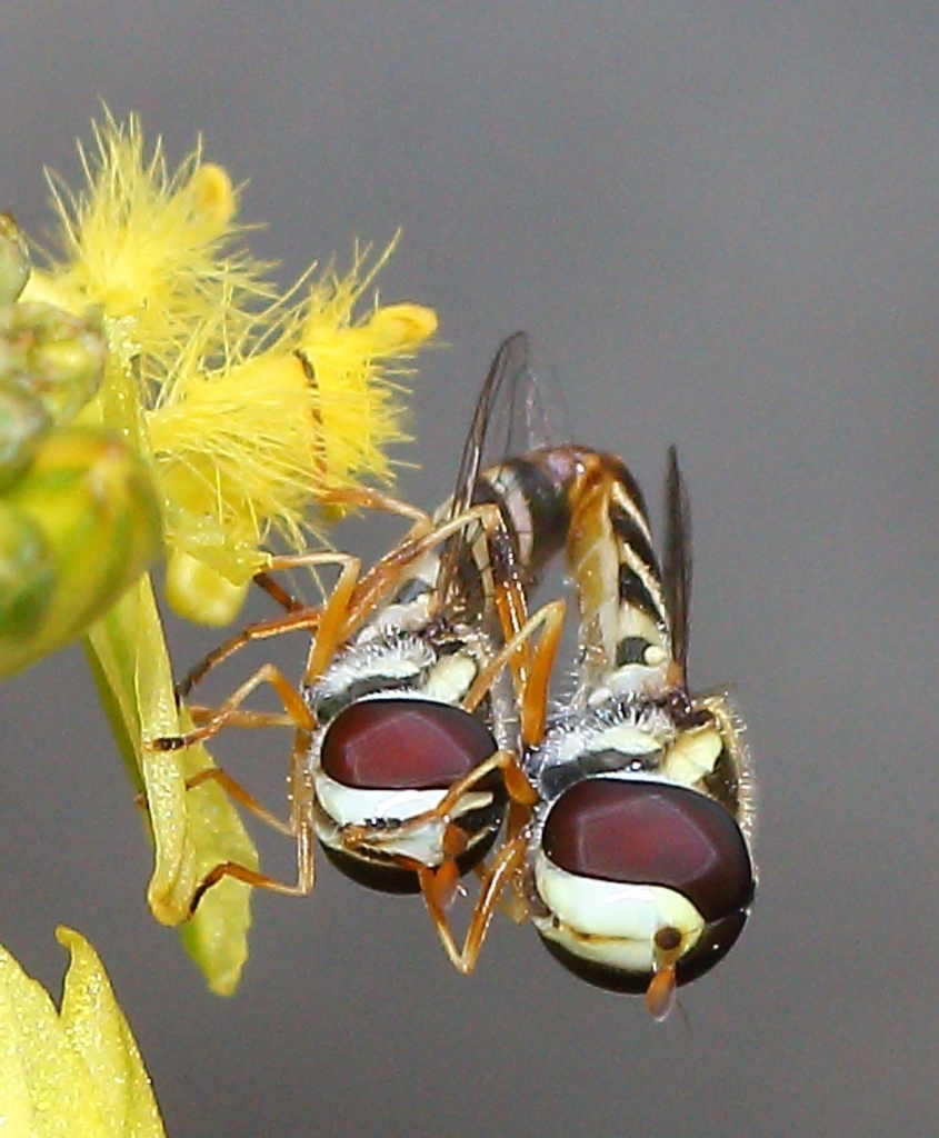 Epauletted Hover Fly in April 2015 by Marion Maclean · iNaturalist