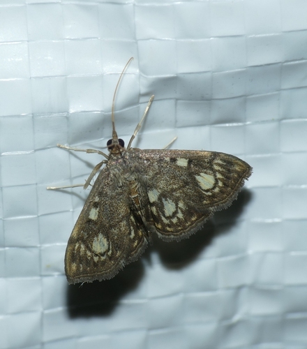 Anania stachydalis