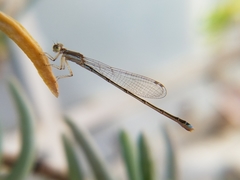 Argentagrion ambiguum